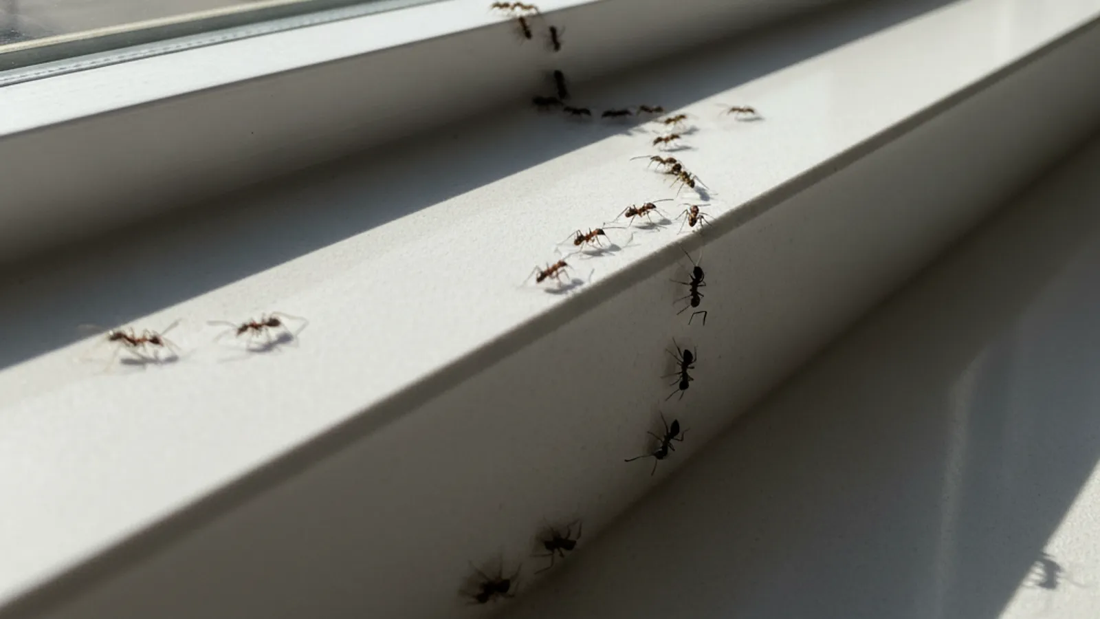 Ants traveling along an indoor windowsill